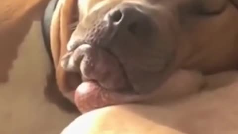 Here's What You Don't Know About Funny animal viral video