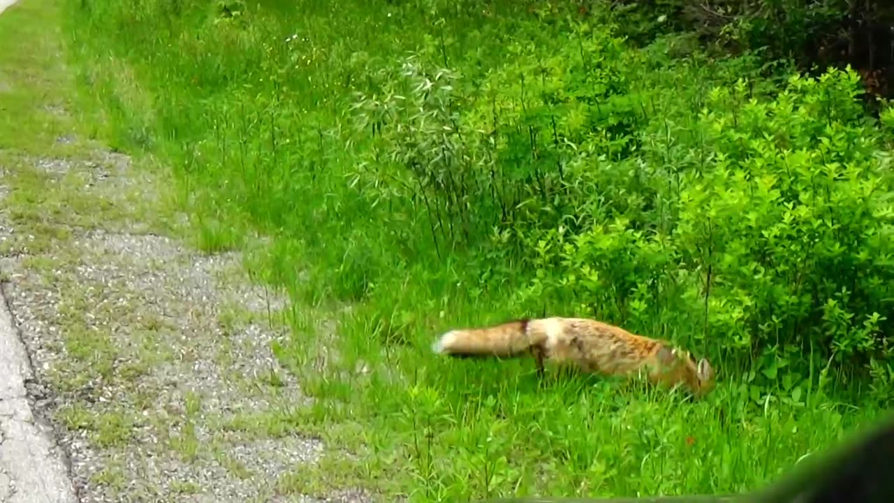 Red Fox