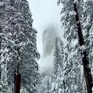 A Winter Journey through a Glistening Forest"