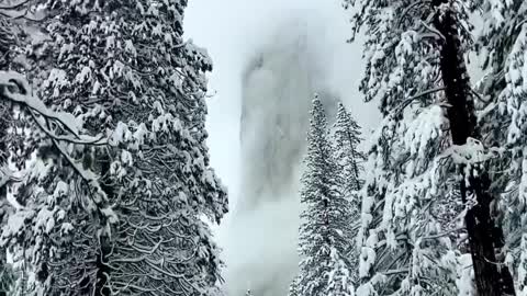 A Winter Journey through a Glistening Forest"