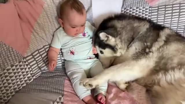 Husky Helps Sad Baby Smile!!..😭