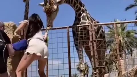 Be careful giving food to the giraffe if you don't want this