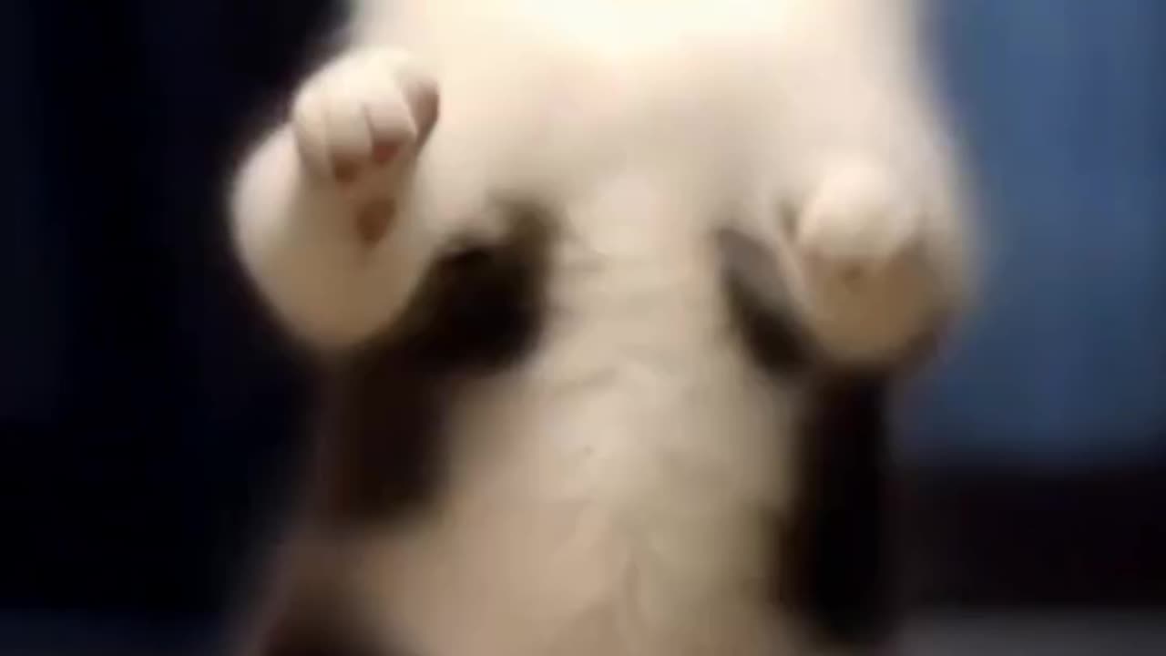 Cute and Funny cat Dancing in funny Mood 😻😻😎