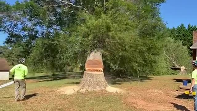 Three mature willow oak trees being felled