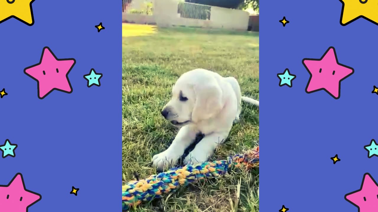 Adorable Pups Discover Their Love for the Great Outdoors!