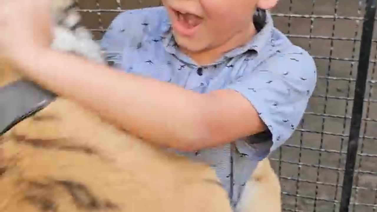 Naughty Kid Playing and Hug with Bengal Tiger | Nouman Hassan |