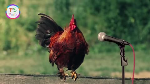 Funny Chickens