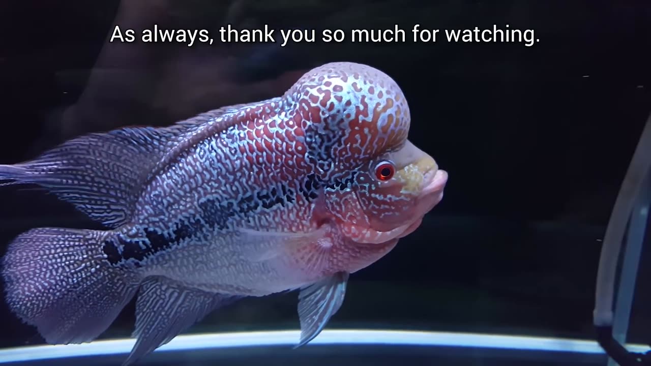 7 Months of Flowerhorn Growth and Playing with House Cat Curry