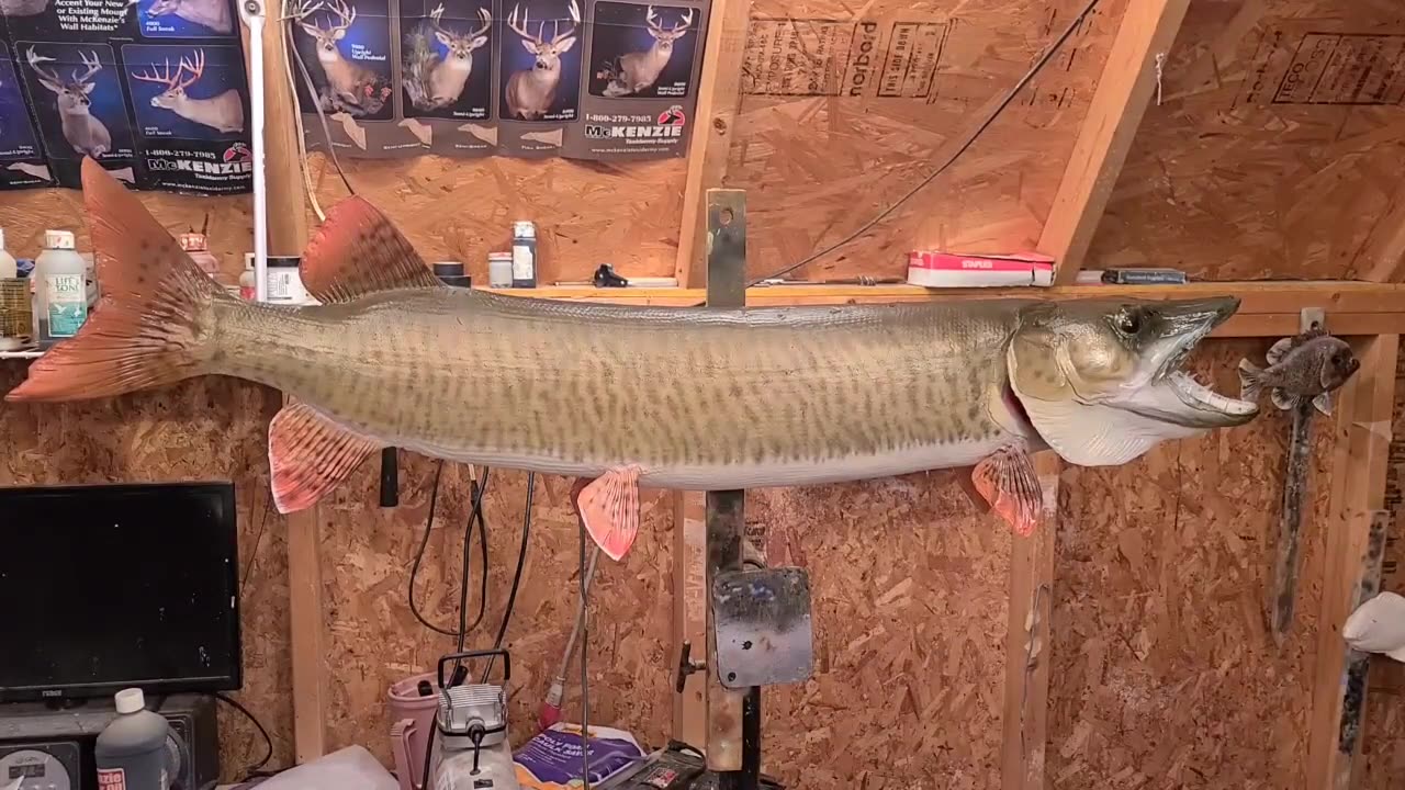 How to Paint a Muskie