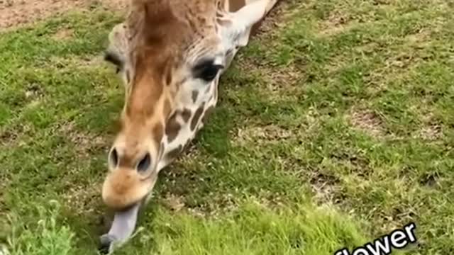 animals having fun