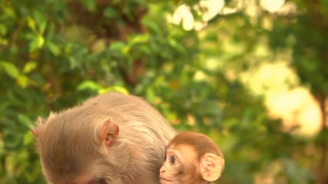 Baby monkey video interesting video relaxing music