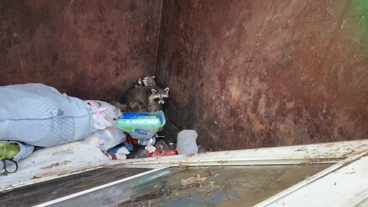 (3) vs 9 yard WM dumpsterđź‘€
