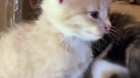 "Adorable Kitten's Melodious Meows: A Symphony of Cuteness"