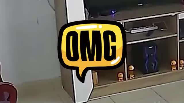 pet on cctv