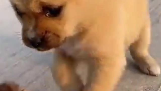 Puppy tries to eat a chick playfully