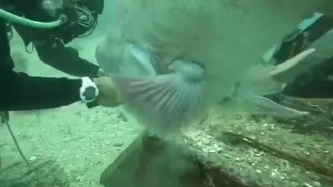 The fish waits for the diver to break open the shell containing the food