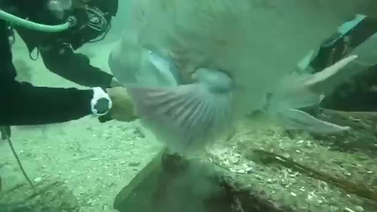 The fish waits for the diver to break open the shell containing the food