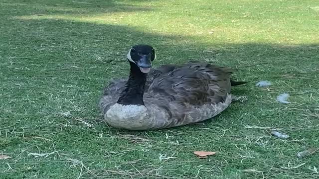 String Tied Goose Freed by Good Samaritans