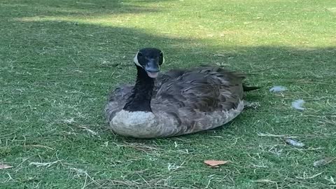 String Tied Goose Freed by Good Samaritans