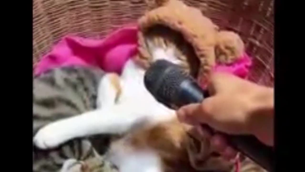 Cat and Dog funny video