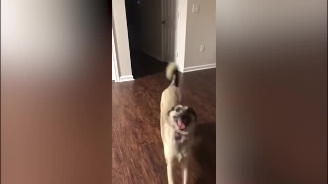 Dog plays #FunnyPets #shorts