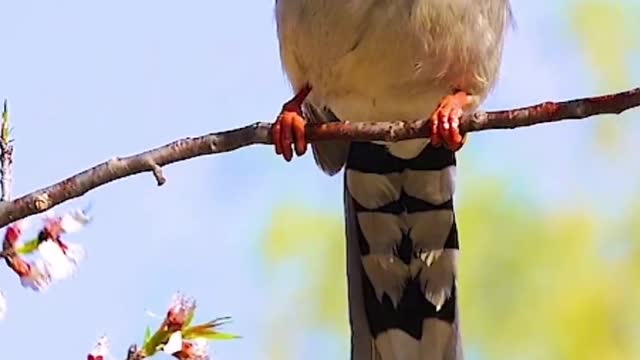 Red-billed blue magpie