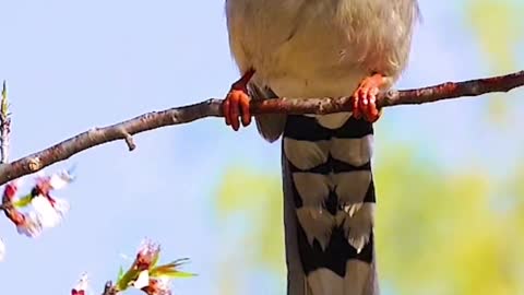 Red-billed blue magpie