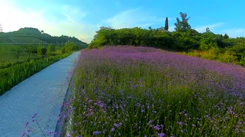 Through the 2 km long lavender sea, a mirror to the end