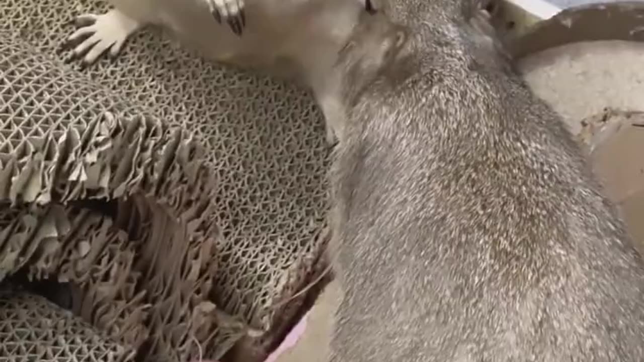 Animal video 3