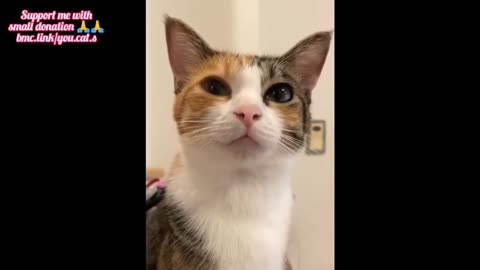 Cat funny viral video