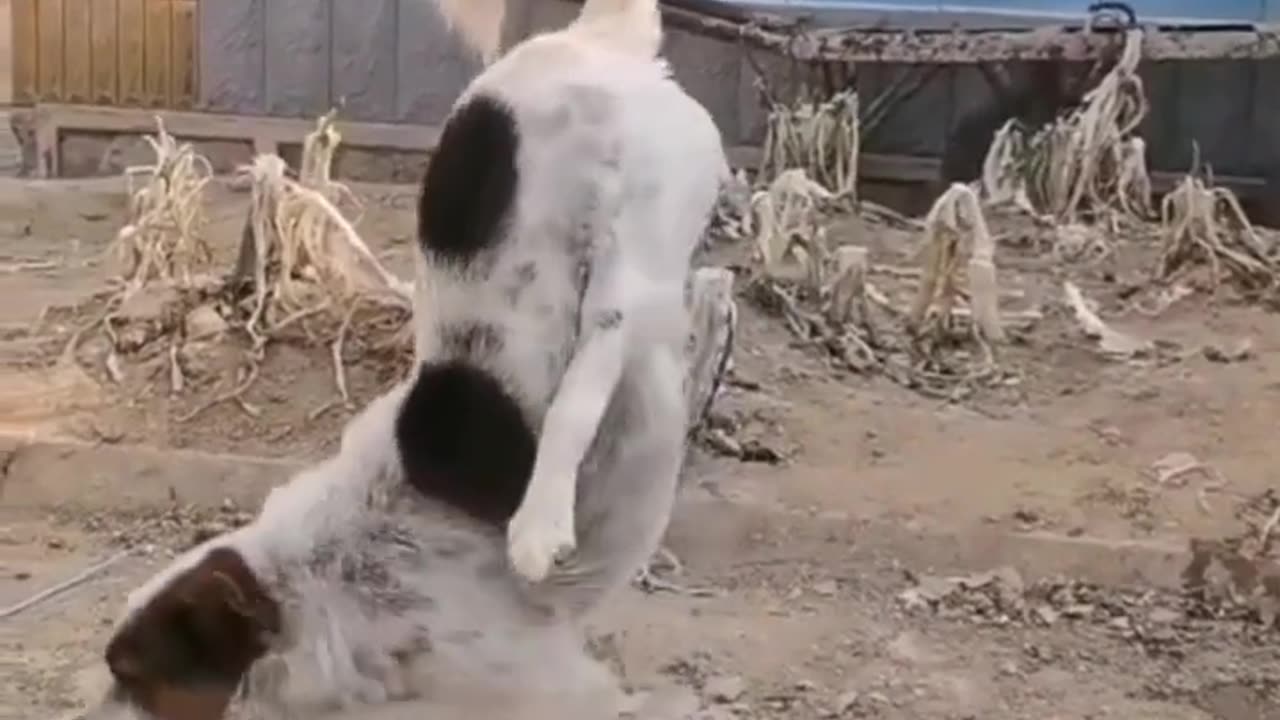 Funny Dog _ Funniest Animals Best Video _ Animals Funny Videos