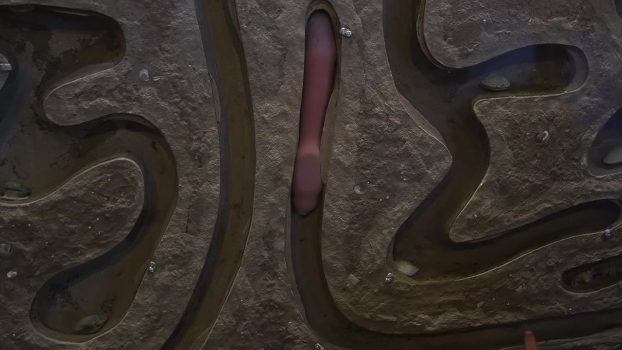 Weird worm like creature