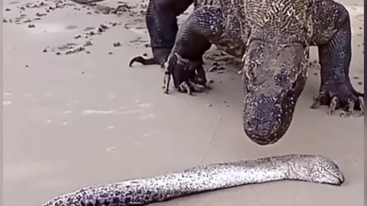 The Komodo dragon's priceless reaction to the world's most epic food escape!