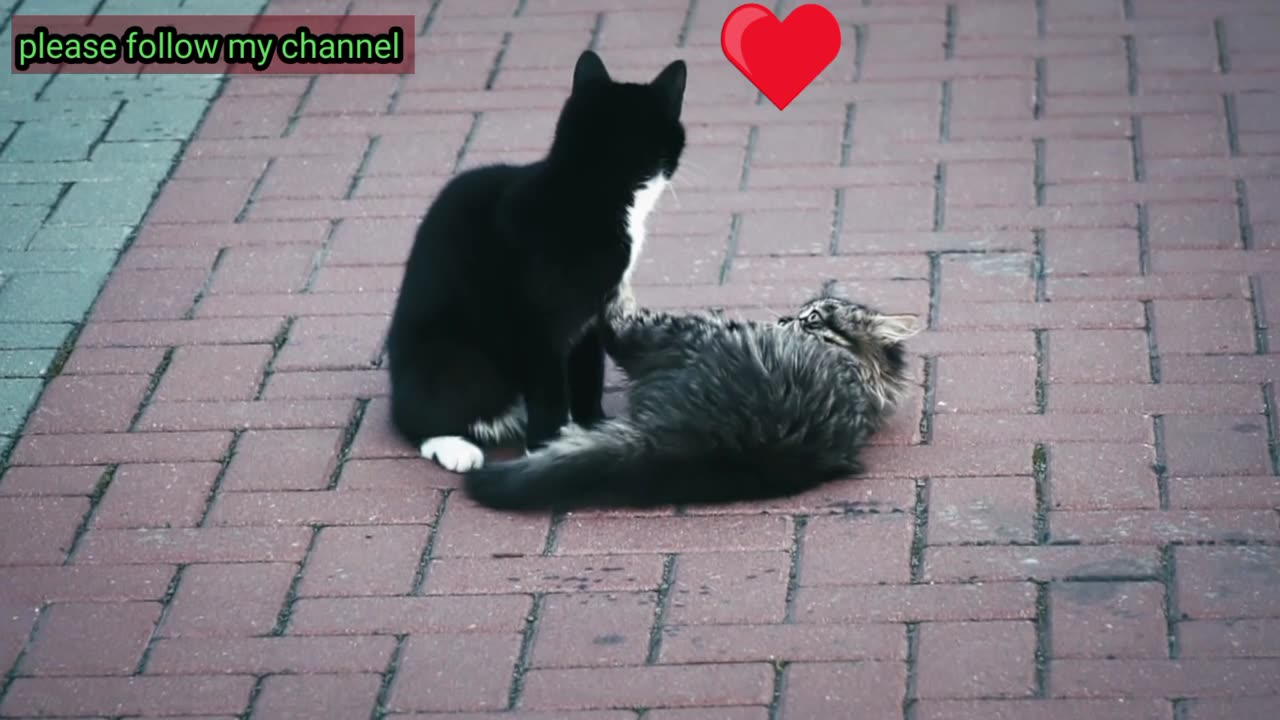 The sweet murder of a relationship, playing cat's .