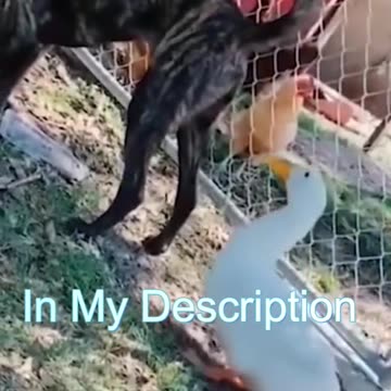 Best Funny Cat Videos - Funniest Cats - Funny Animal Videos - Best Services - #shorts #short