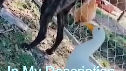 Best Funny Cat Videos - Funniest Cats - Funny Animal Videos - Best Services - #shorts #short