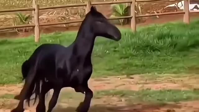 What breed is this horse