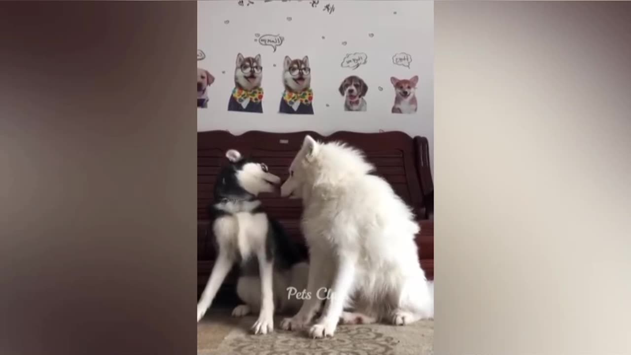 This is a fun to watch these supper funny 🤣 animals
