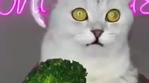 My cat don't like broccoli funny video for comedy lover #short