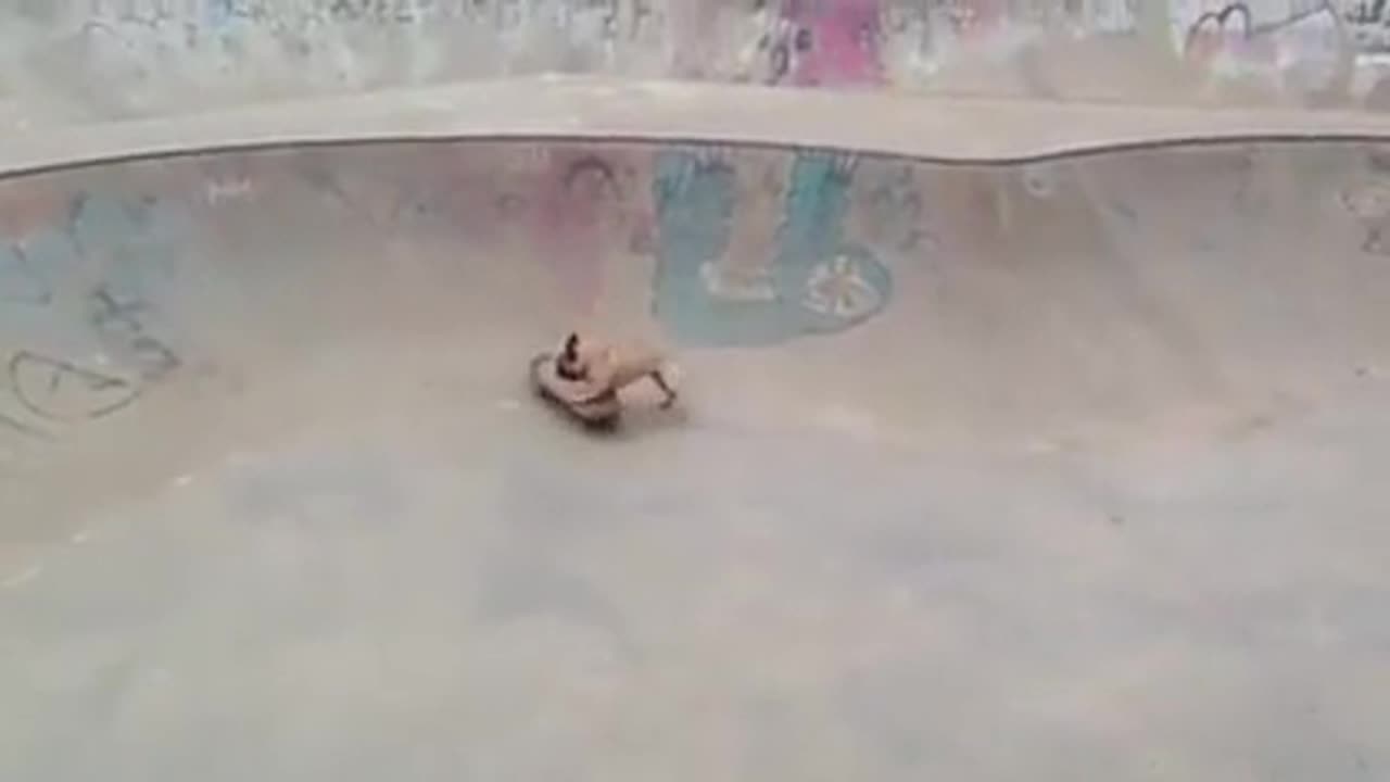 Bulldog Skateboarding