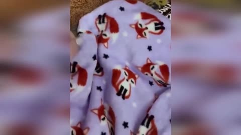 Funniest Cats & Dogs video