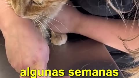 Esta persona amaba a su gato