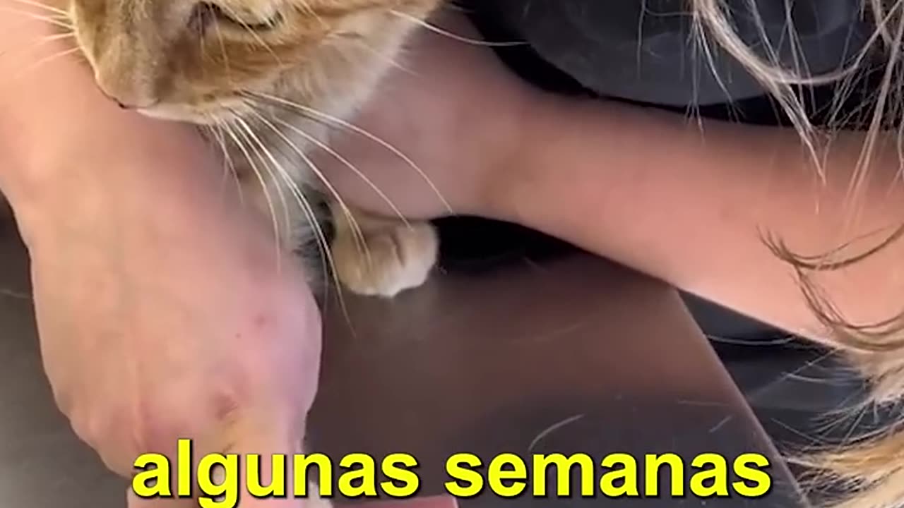 Esta persona amaba a su gato