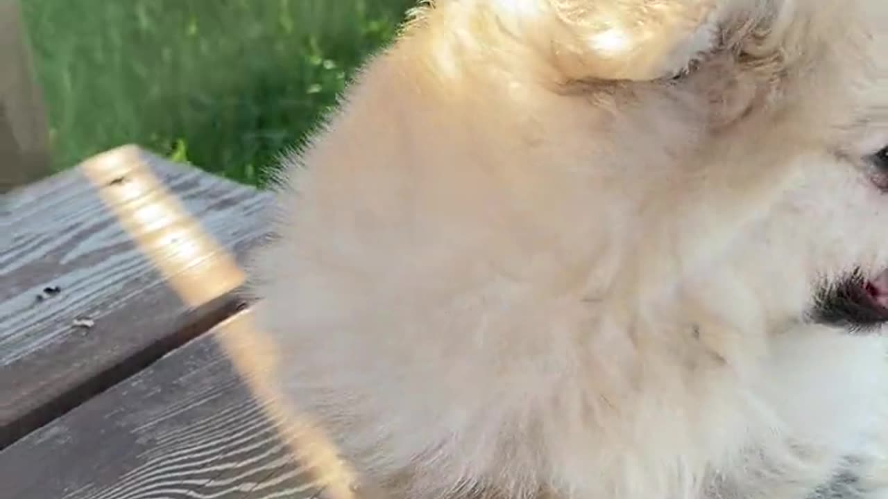 So cute dog pet amazing video