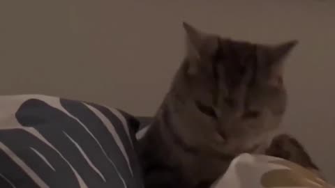 Cat funny video