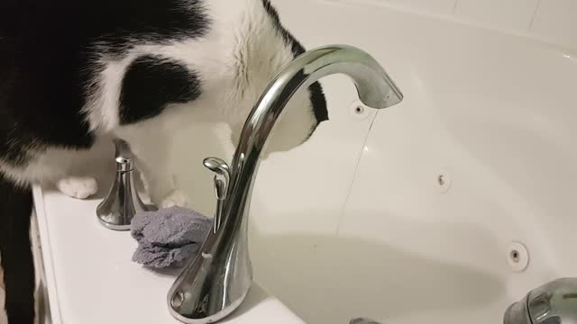 Silly cat plays with running water