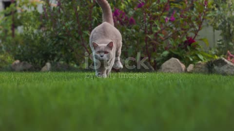 Merry kitty, birthday. Cute stripped domestic kitten