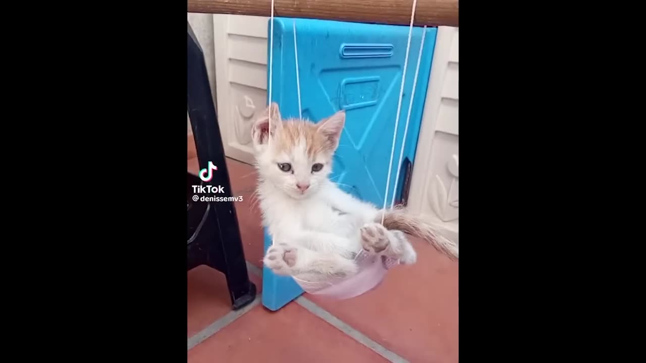 FUNNY CAT MEMES COMPILATION OF 2023 V9