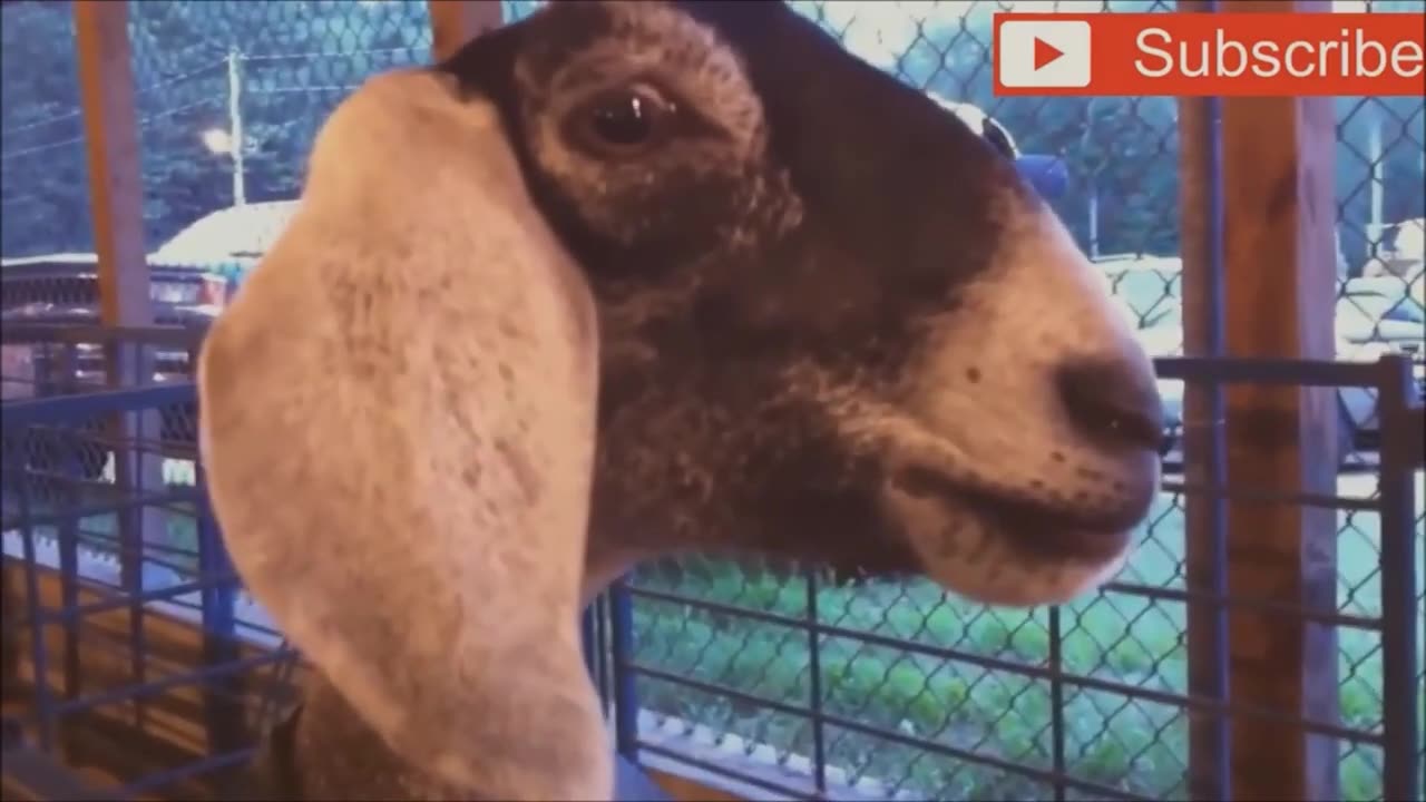 Goats screaming like humans: Try not to laugh!