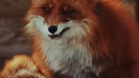 "In the Realm of Cunning Elegance: Unveiling the Enigmatic Beauty of Foxes"